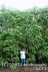 2007年5月に植林した苗