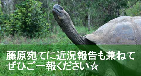 【ゾウガメ生息地近くの植林地】植林リストへのご登録、および藤原へのメッセージはこちらから