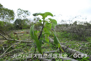 2007年09月05日植林/ランチョ・プリミシアス、ゾウガメ生息地