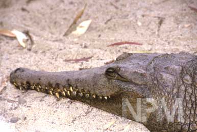 オーストラリア自然館へ
