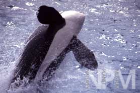 世界のオルカたち