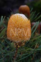 中央オーストラリア・砂漠の花園へ