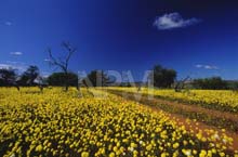 南アフリカ・ナマクワランドへ