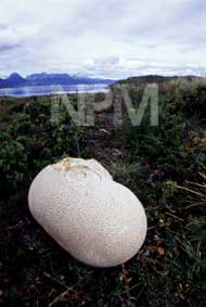 パタゴニア植物館へ