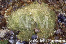 スバルバード諸島植物館へ