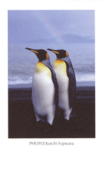 �L���O�y���M��