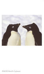 �A�f���[�y���M��