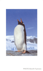 �W�F���c�[�y���M��