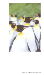 �L���O�y���M��