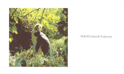 �L�K�V���y���M��