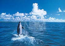 �C���J�E�R