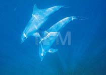 �C���J�E�T