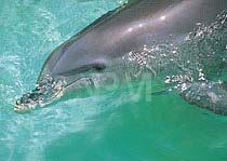 �o���h�E�C���J