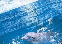 �C���J�E�V