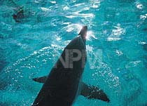 �C���J�E�W