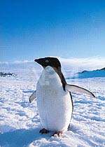 �y���M���E�`�P