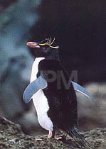 �y���M���E�`�T