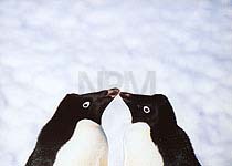 �y���M���E�`�P�O