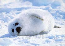 �A�U���V�E�P