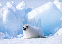 �A�U���V�E�Q