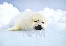 �A�U���V�E�R