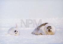 �A�U���V�E�U