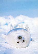 �|�X�g�J�[�h