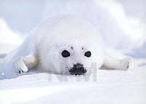 �A�U���V�E�V