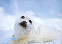 �A�U���V�E�X