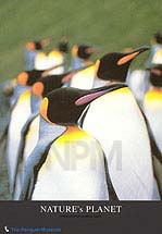 �y���M���E�a�P