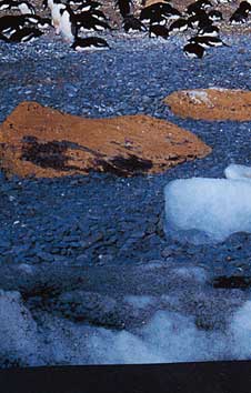 �A�f���[�y���M���̃y�[�W