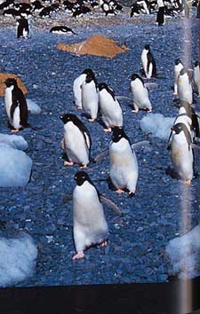 �A�f���[�y���M���̃y�[�W