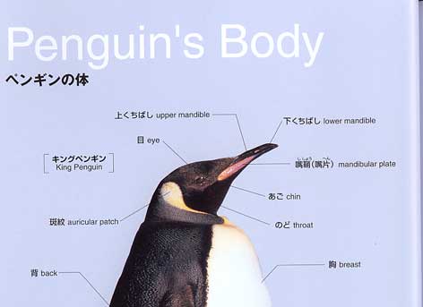 �y���M���̑�