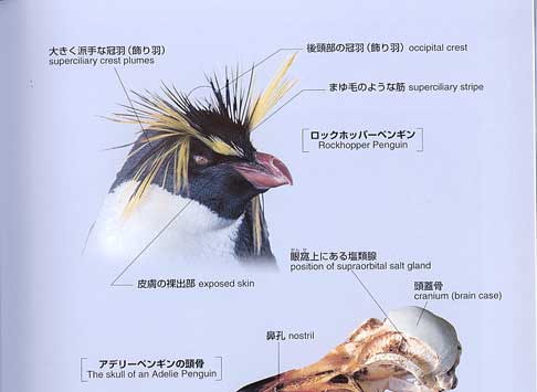 �y���M���̑�