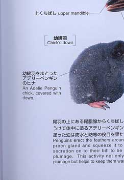 �y���M���̑�