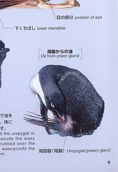 �y���M���̑�