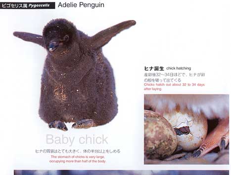 �A�f���[�y���M���̃y�[�W