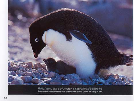 �A�f���[�y���M���̃y�[�W