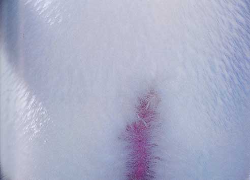 �A�f���[�y���M���̃y�[�W