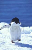 鳥類／ペンギン目