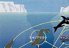 ��ɊC�̐H���A��