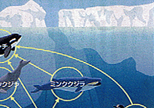 ��ɊC�̐H���A��