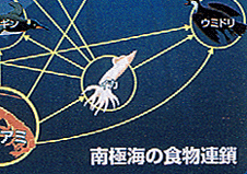 ��ɊC�̐H���A��