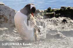 ���C�ƃy���M��