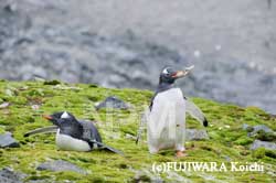 �R�P�ƃW�F���c�|�y���M��