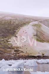 �X�m�[�A���W�[�i��X���ށj