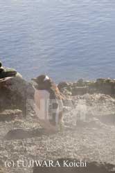 ���C�ƃy���M��