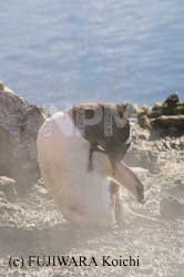 ���C�ƃy���M��