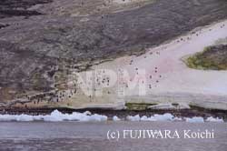 �X�m�[�A���W�[�ƃy���M��