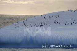 �X�R�̏�ɂ���y���M������